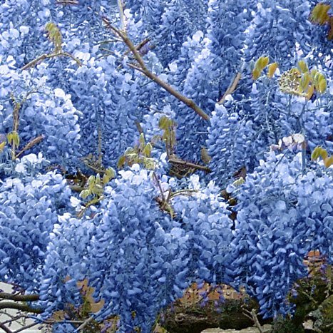 Blue Chinese Wisteria Tree - Image 4
