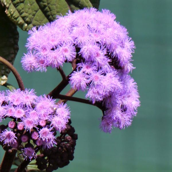 New Jersey Native Plants
