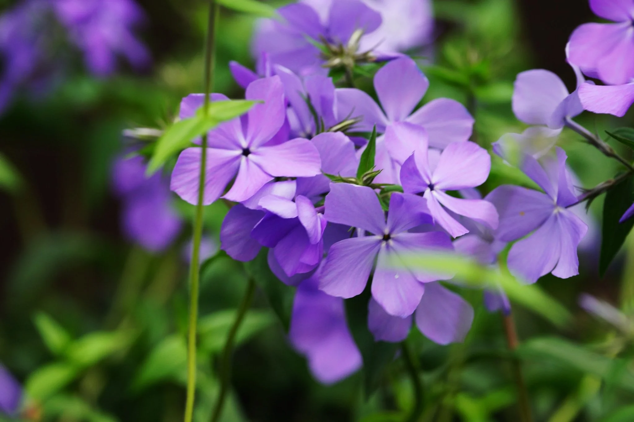 Blue Moon Woodland Phlox - Image 2