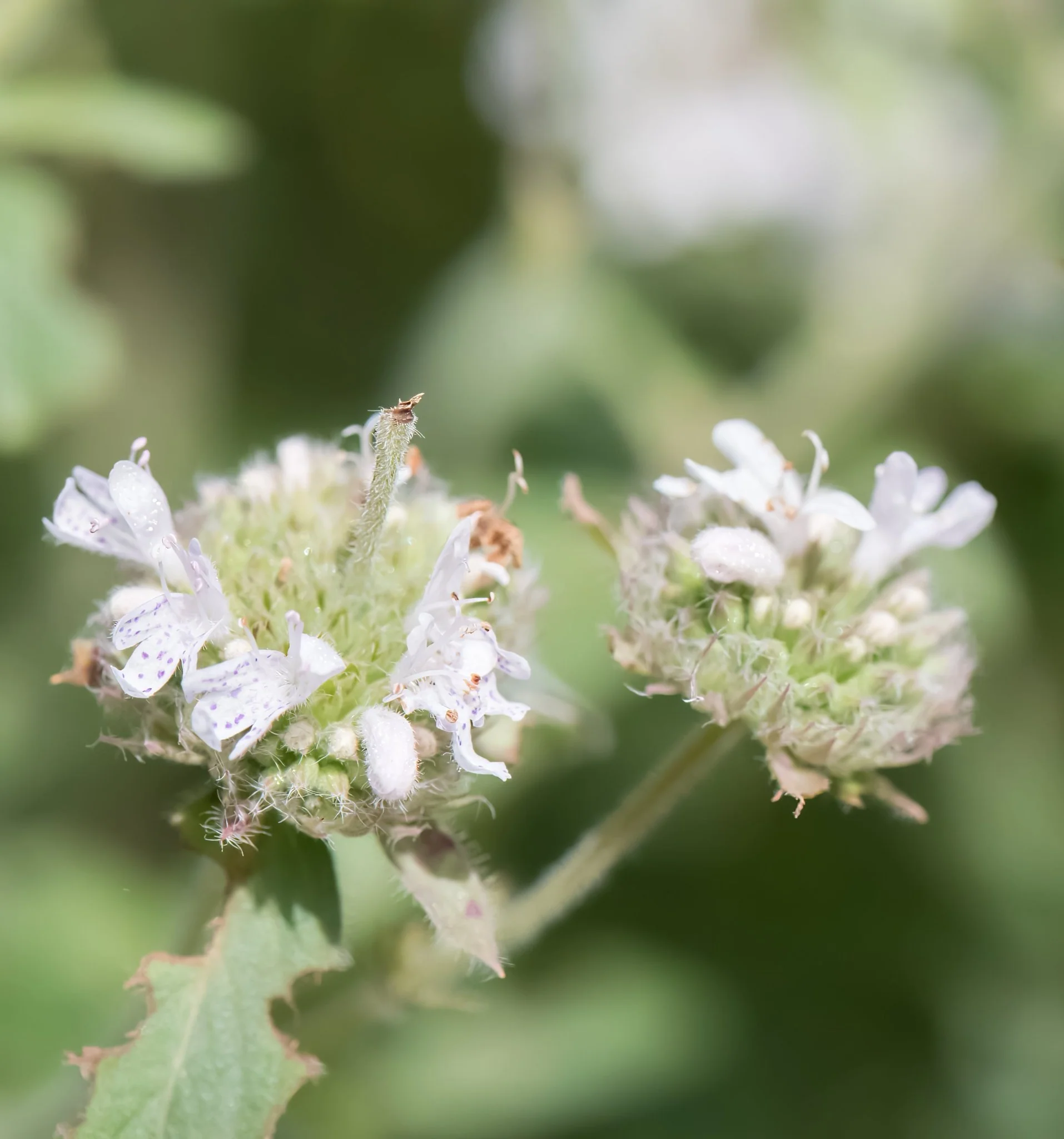 Blunt Mountain Mint - Image 2