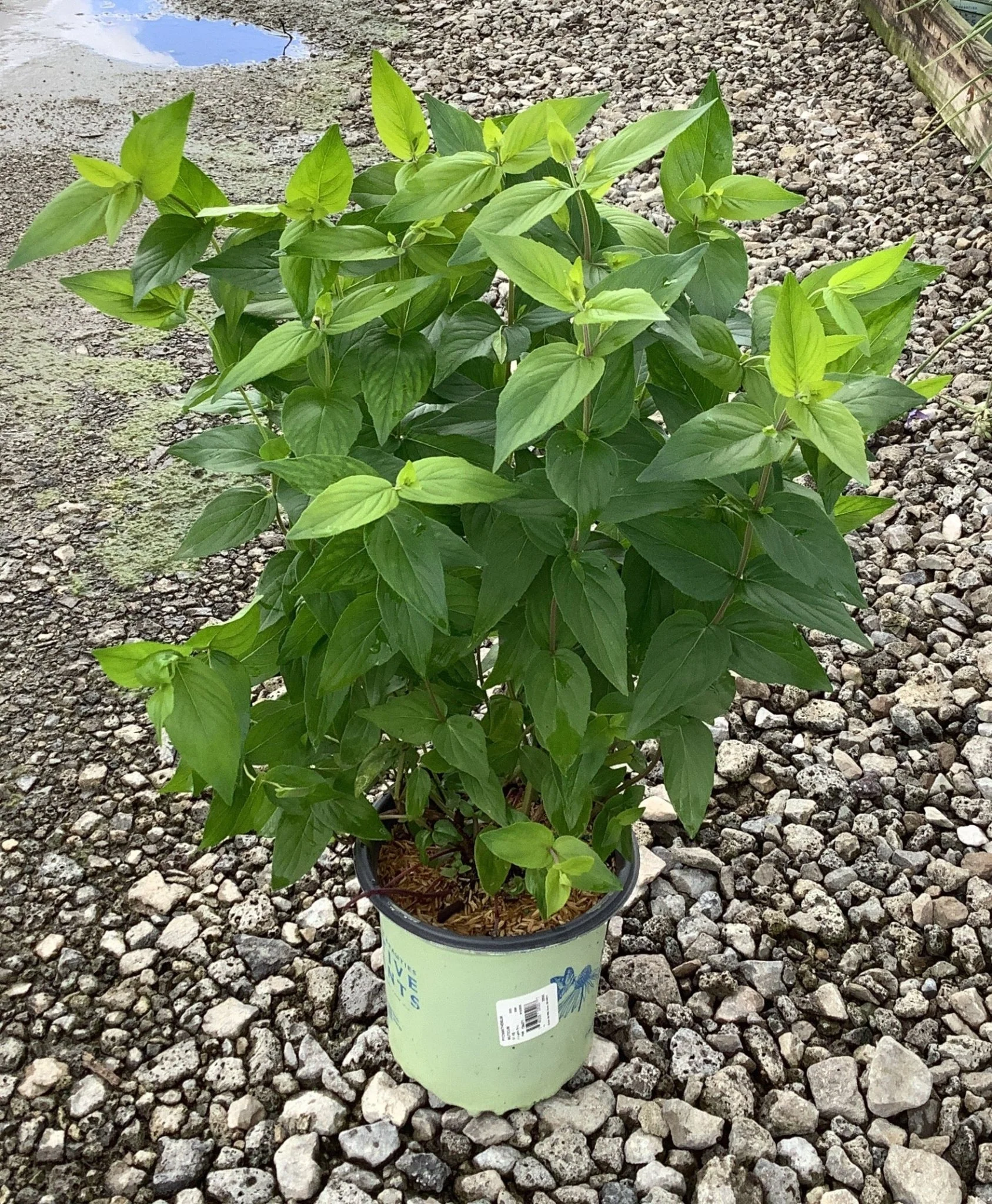 Blunt Mountain Mint - Image 3