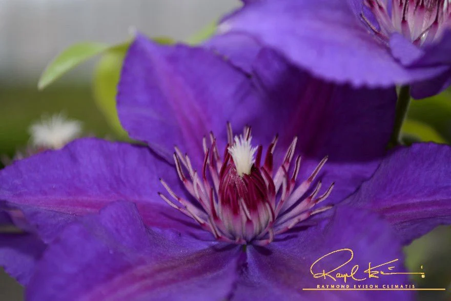 Boulevard® Edda™ Clematis - Image 2