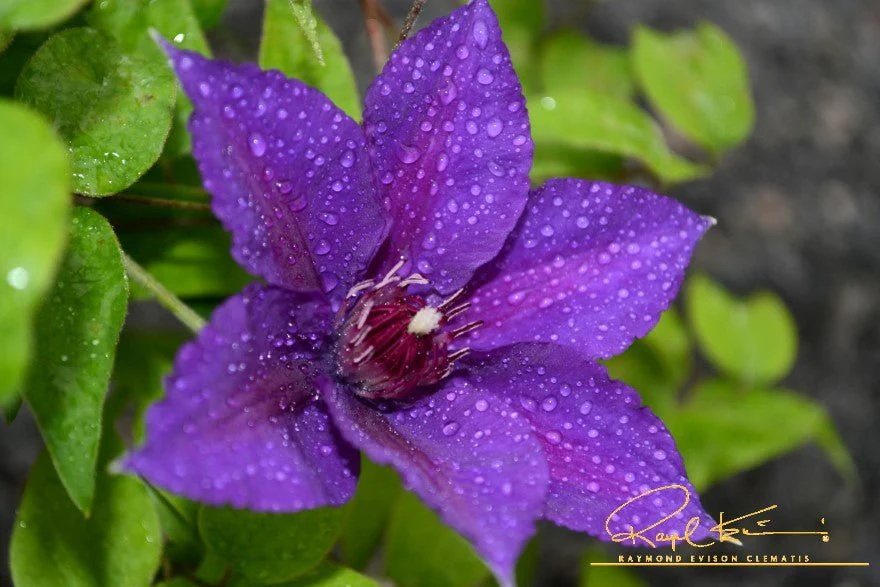 Boulevard® Edda™ Clematis - Image 4