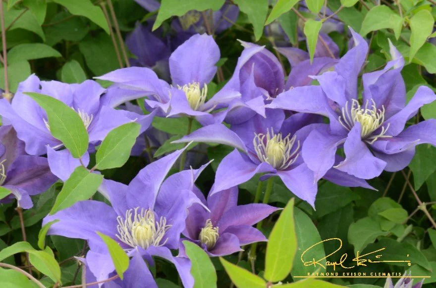 Boulevard® Olympia™ Clematis - Image 2