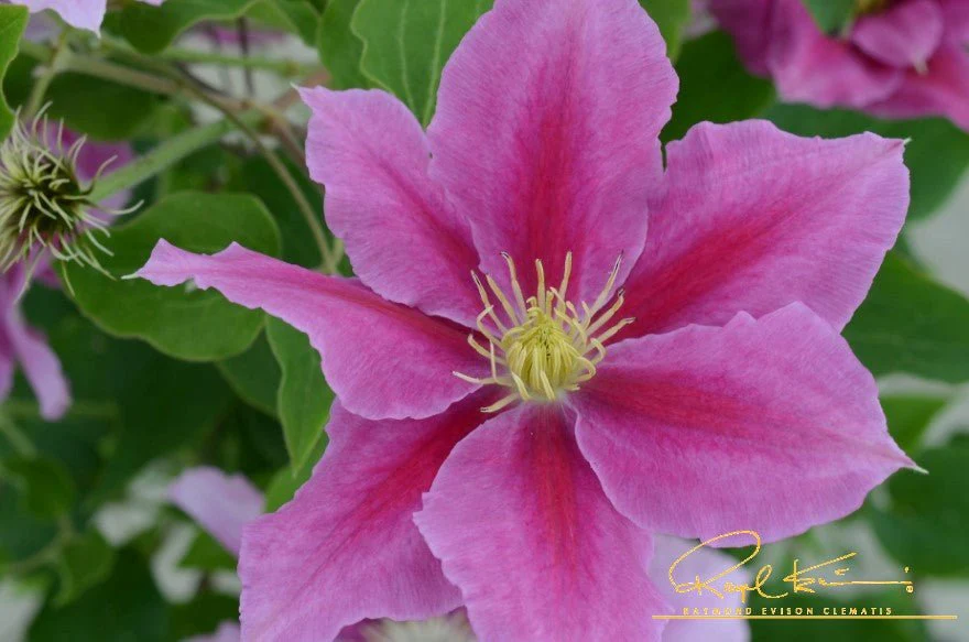 Boulevard® Vicki™ Clematis - Image 2
