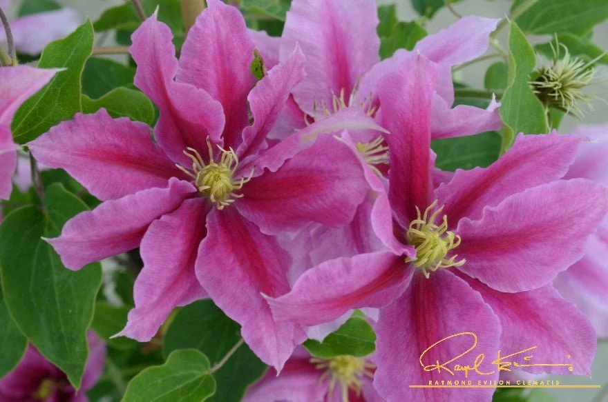 Boulevard® Vicki™ Clematis - Image 3