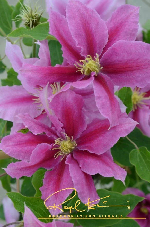 Boulevard® Vicki™ Clematis - Image 4