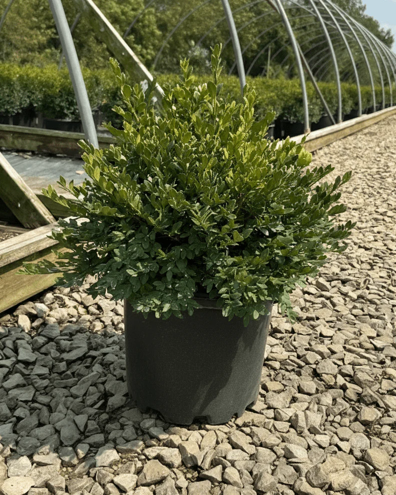 Green Velvet Boxwood - Image 3