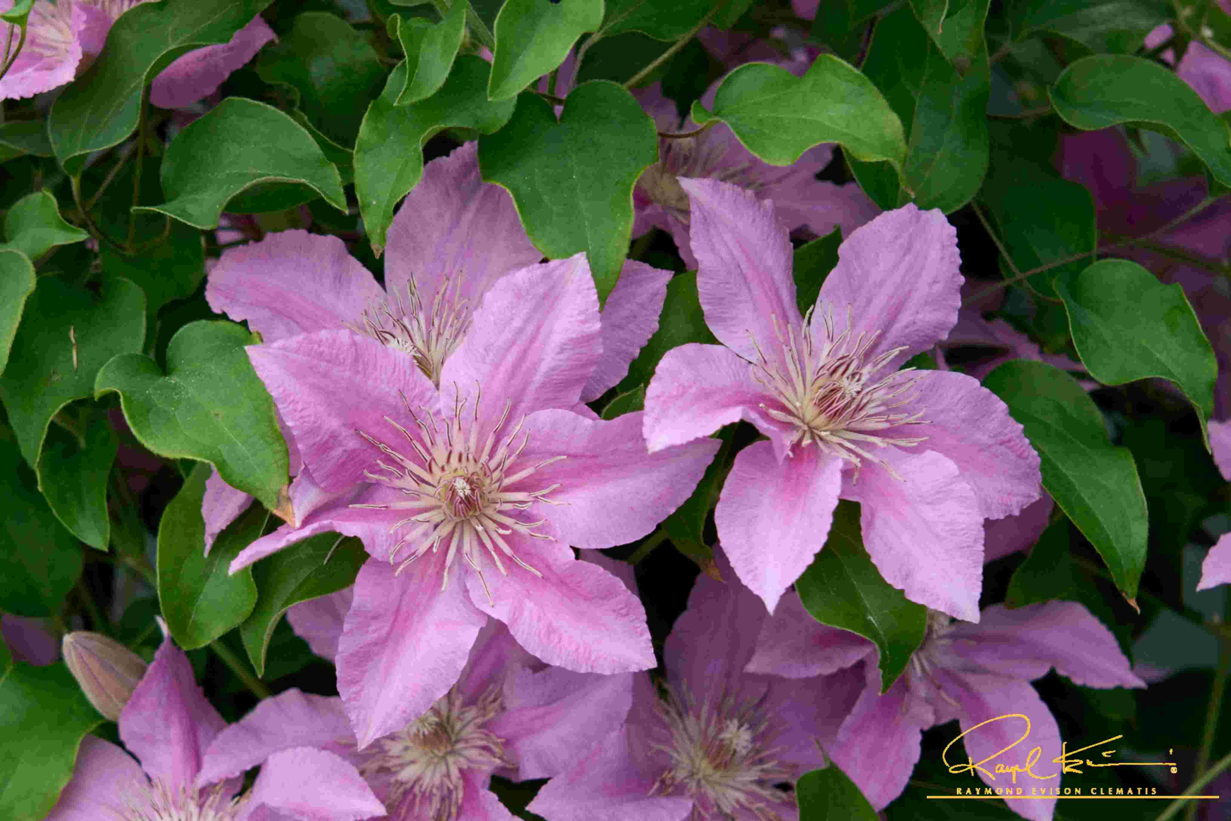 Bridgewater™ Clematis - Image 2
