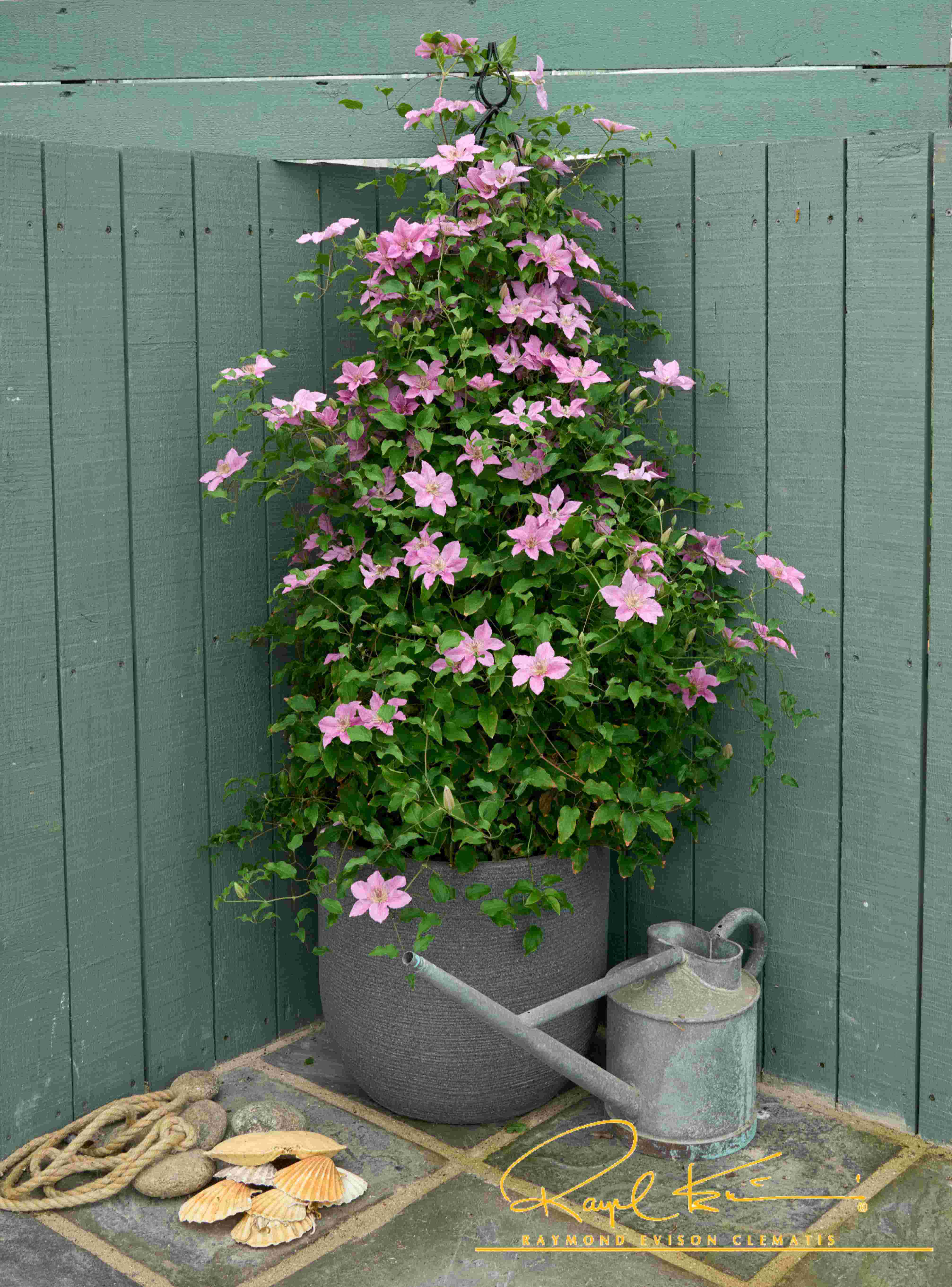 Bridgewater™ Clematis - Image 3