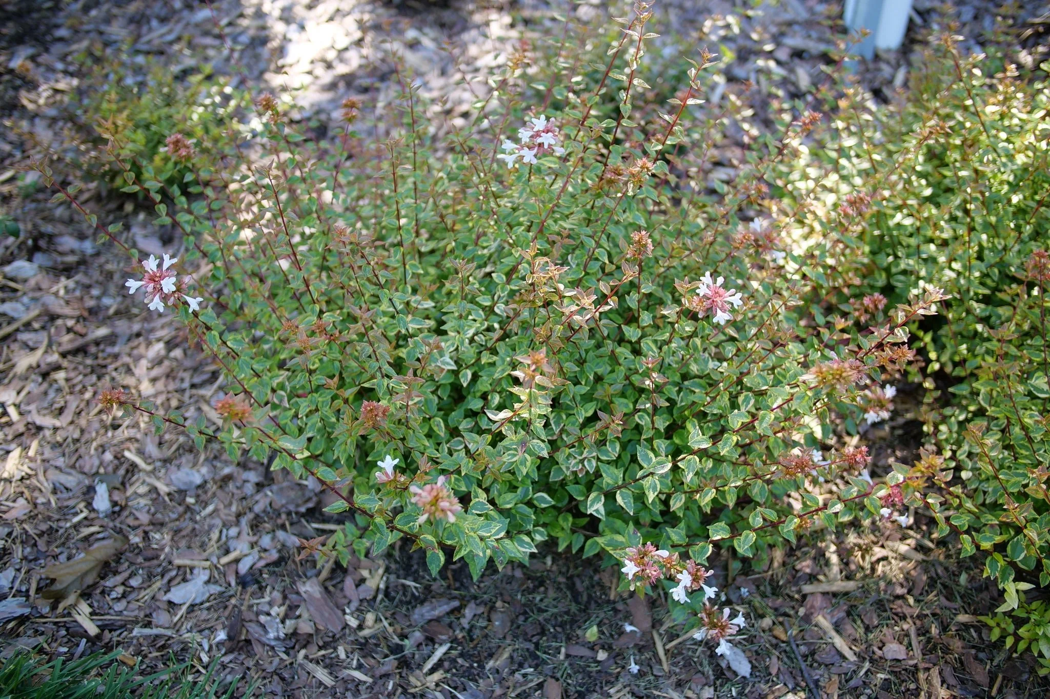 Brilliantina® Abelia - Image 2