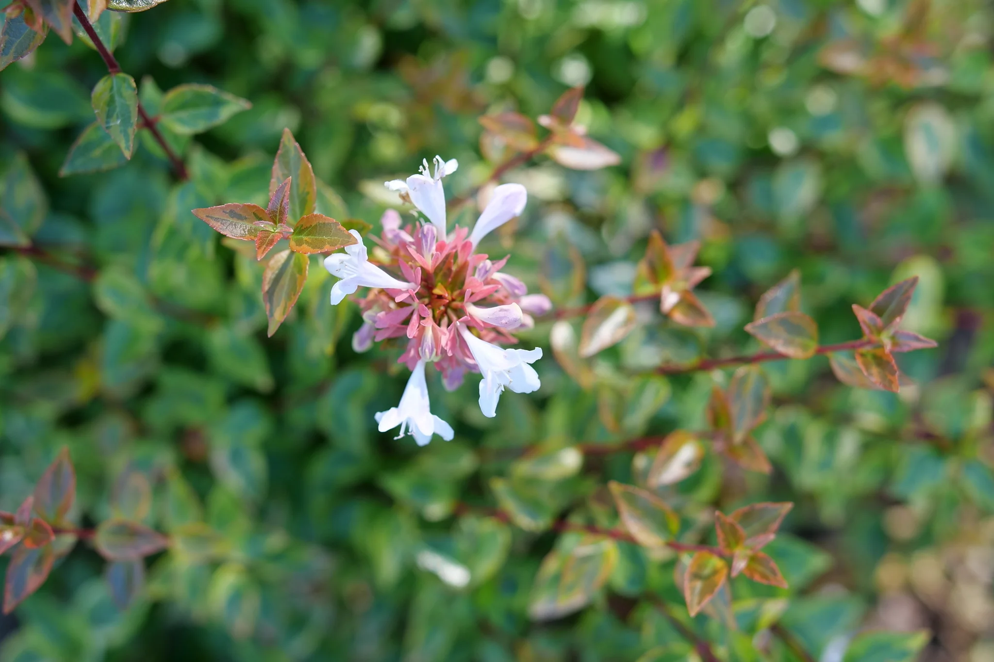 Brilliantina® Abelia - Image 3
