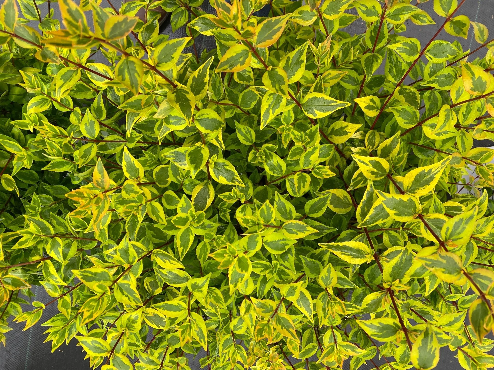 Brilliantina® Abelia - Image 4
