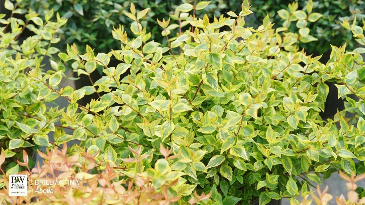 Brilliantina® Abelia - Image 5