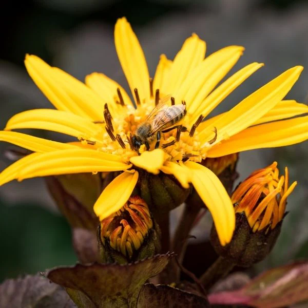 Britt Marie Crawford Leopard Plant