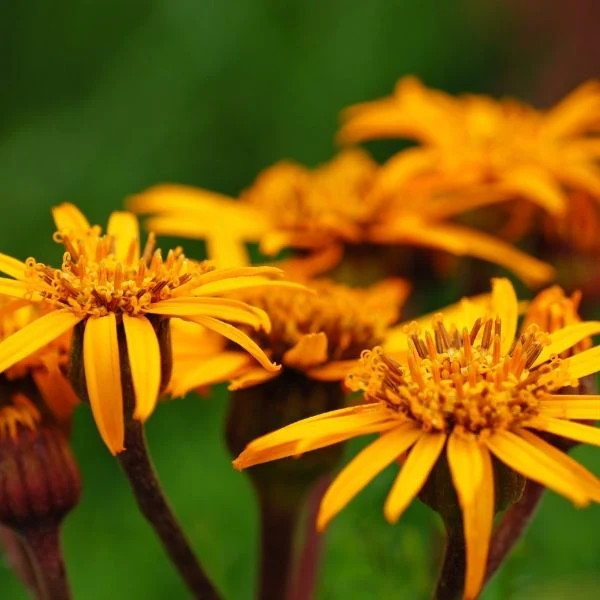 Britt Marie Crawford Leopard Plant - Image 3