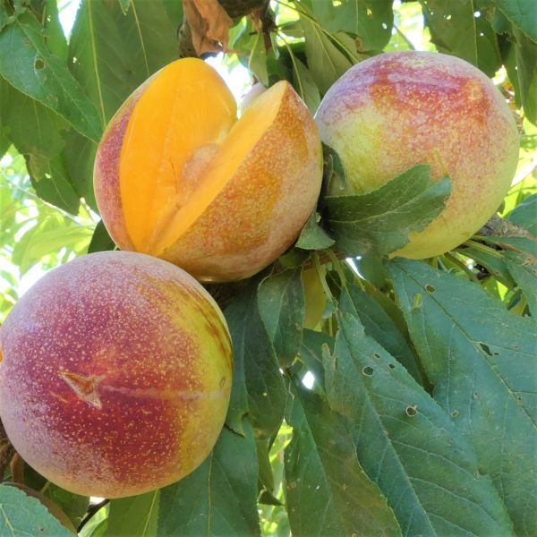 Burbank Plum Tree - Image 2