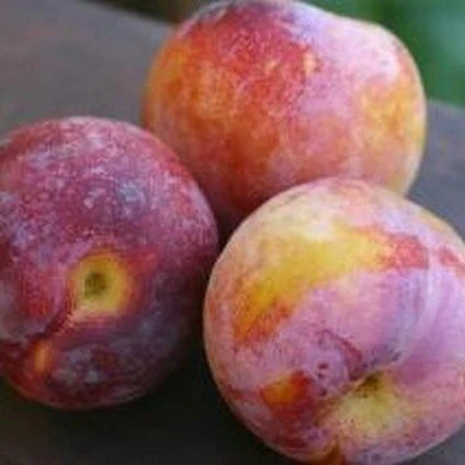 Burbank Plum Tree - Image 3
