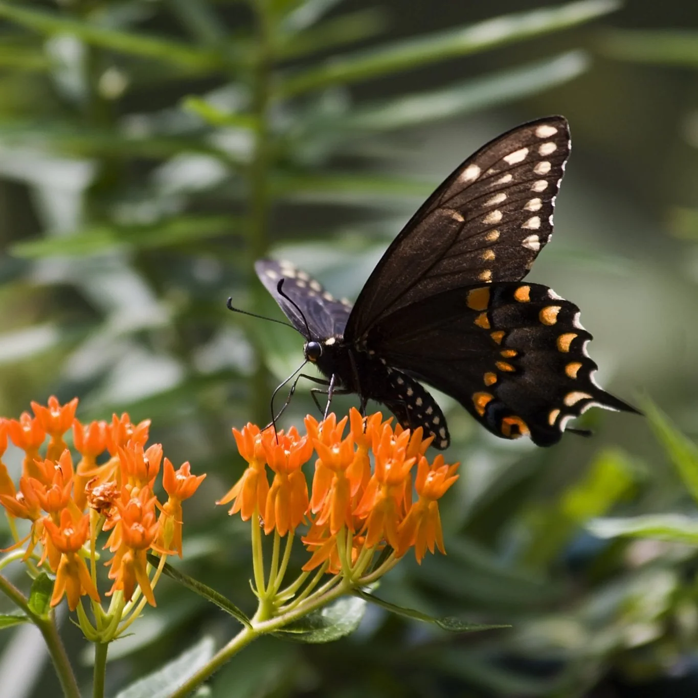 Butterfly Weed Plant - Image 2