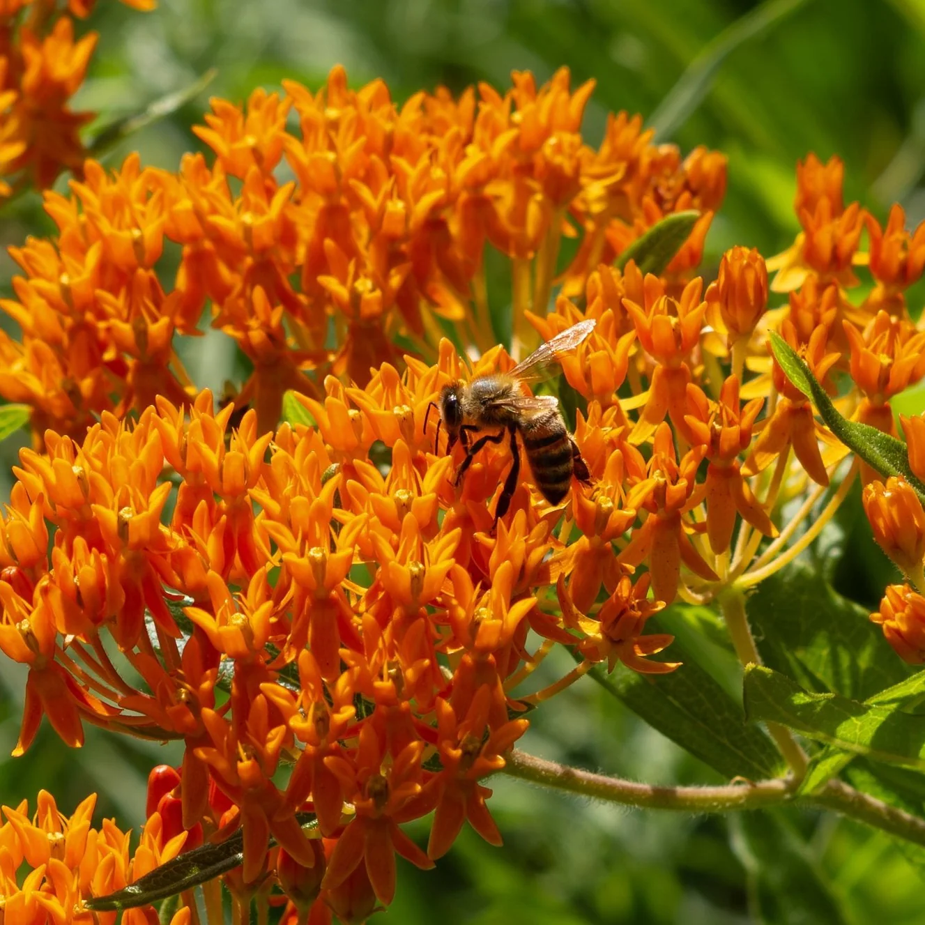 Butterfly Weed Plant - Image 3