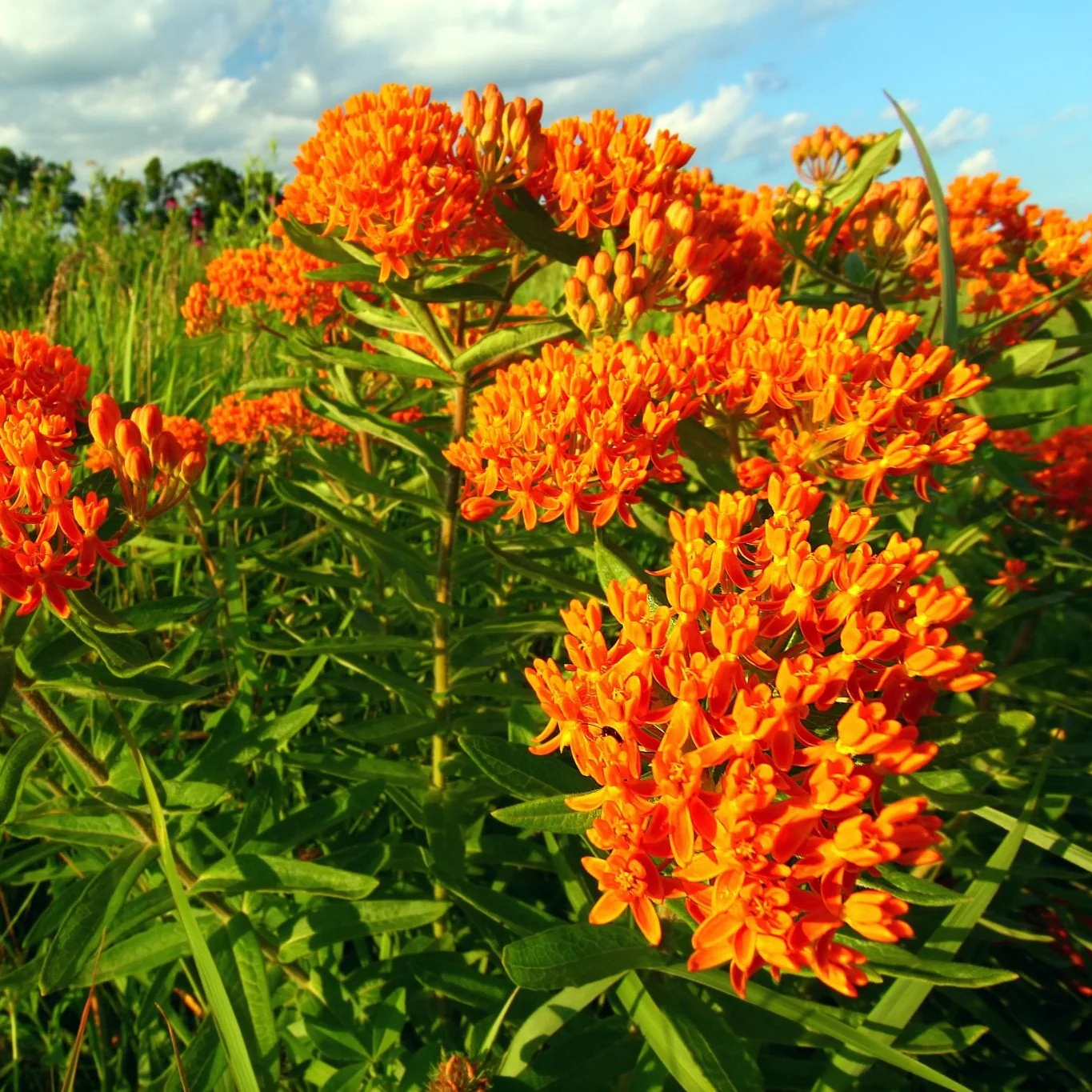 Butterfly Weed Plant - Image 4
