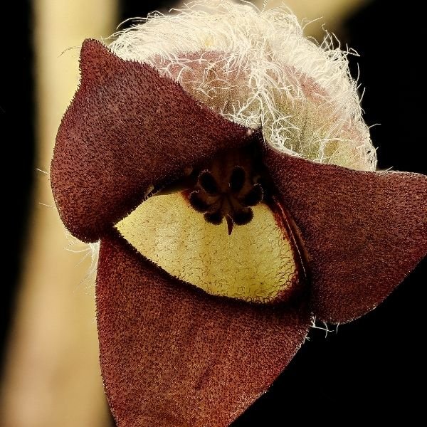 Canadian Wild Ginger - Image 2