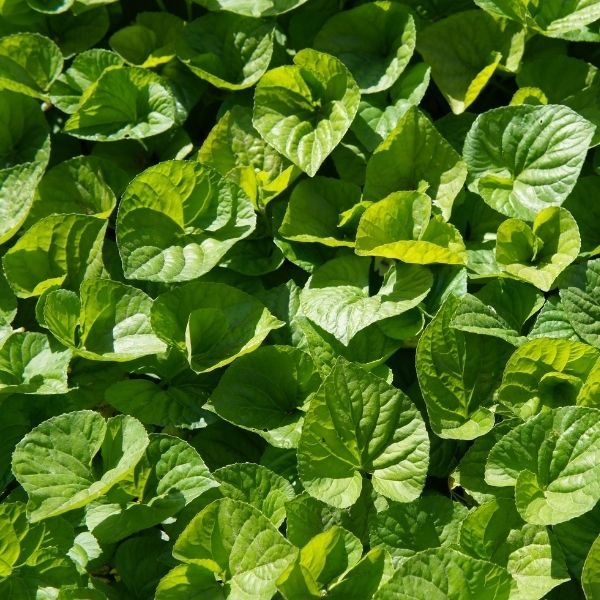 Canadian Wild Ginger - Image 3