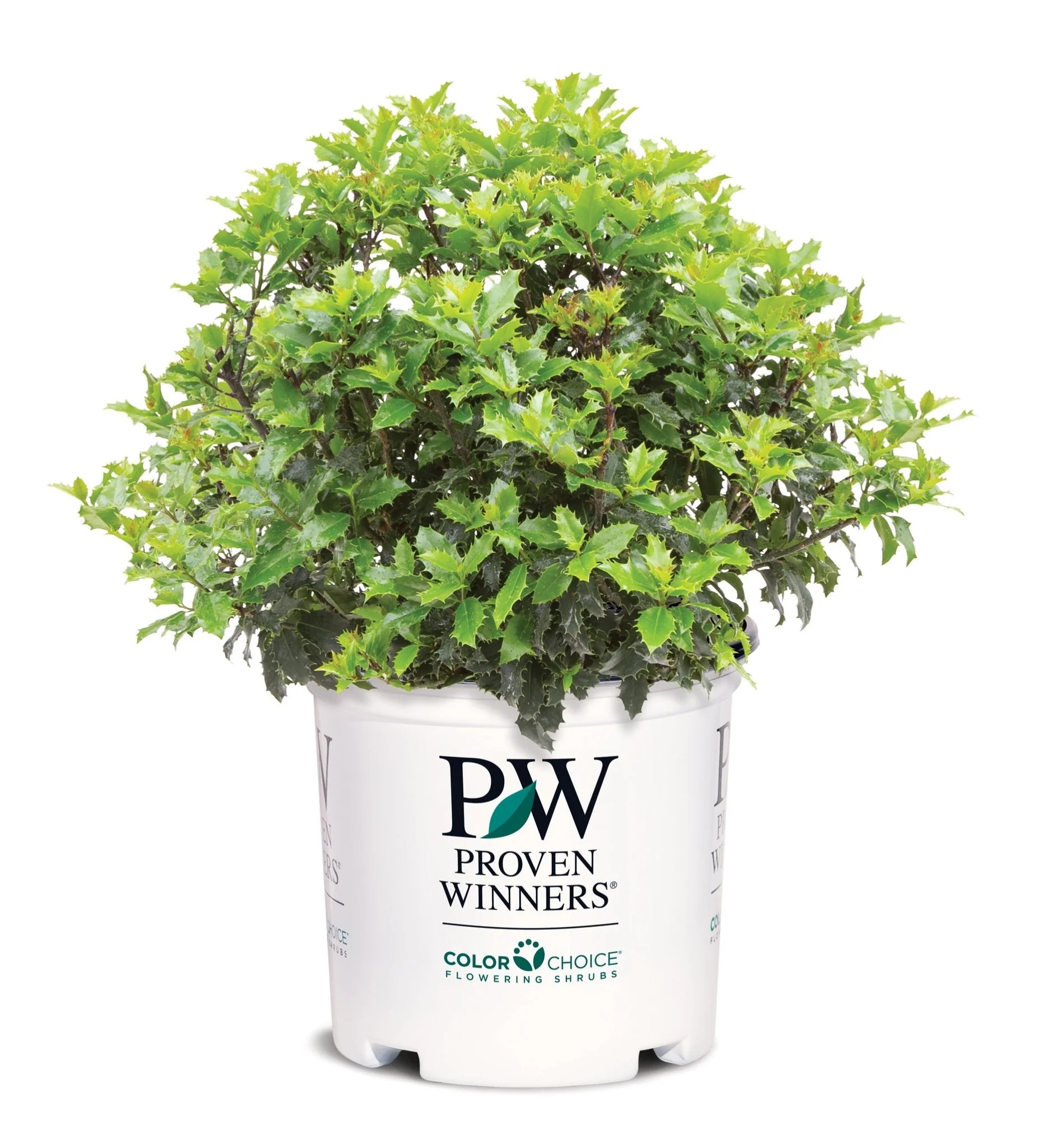 Castle Keep® Blue Holly