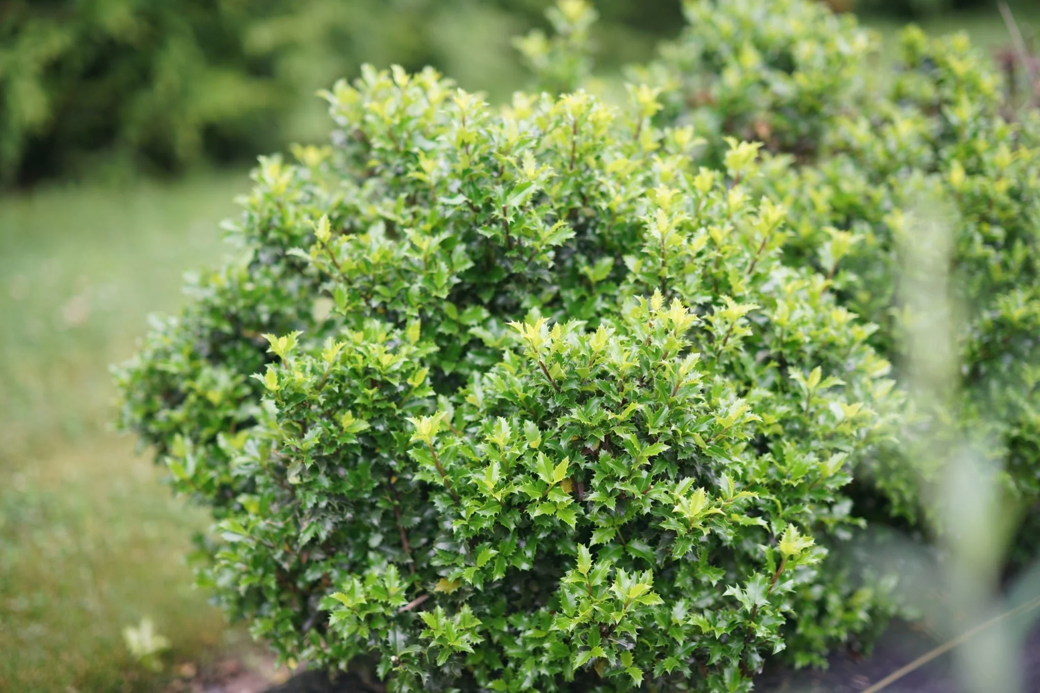 Castle Keep® Blue Holly - Image 2
