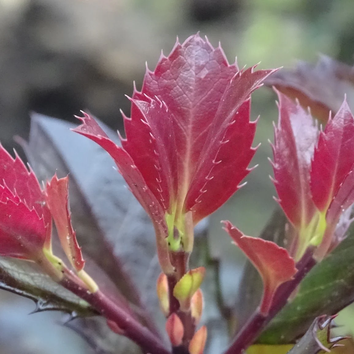 Castle Rouge® Blue Holly - Image 2