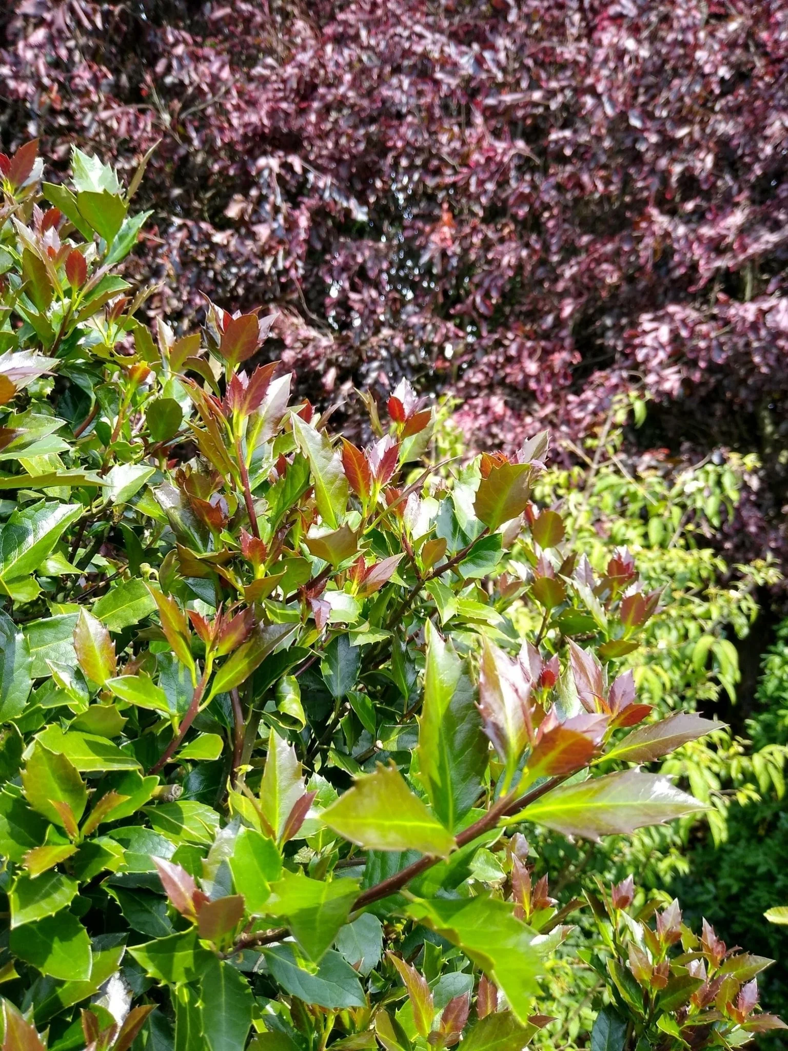 Castle Rouge® Blue Holly - Image 5