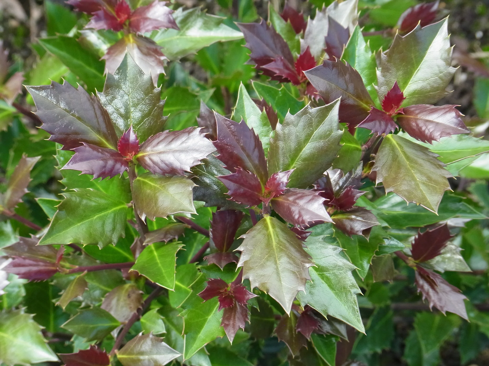 Castle Rouge® Blue Holly - Image 6