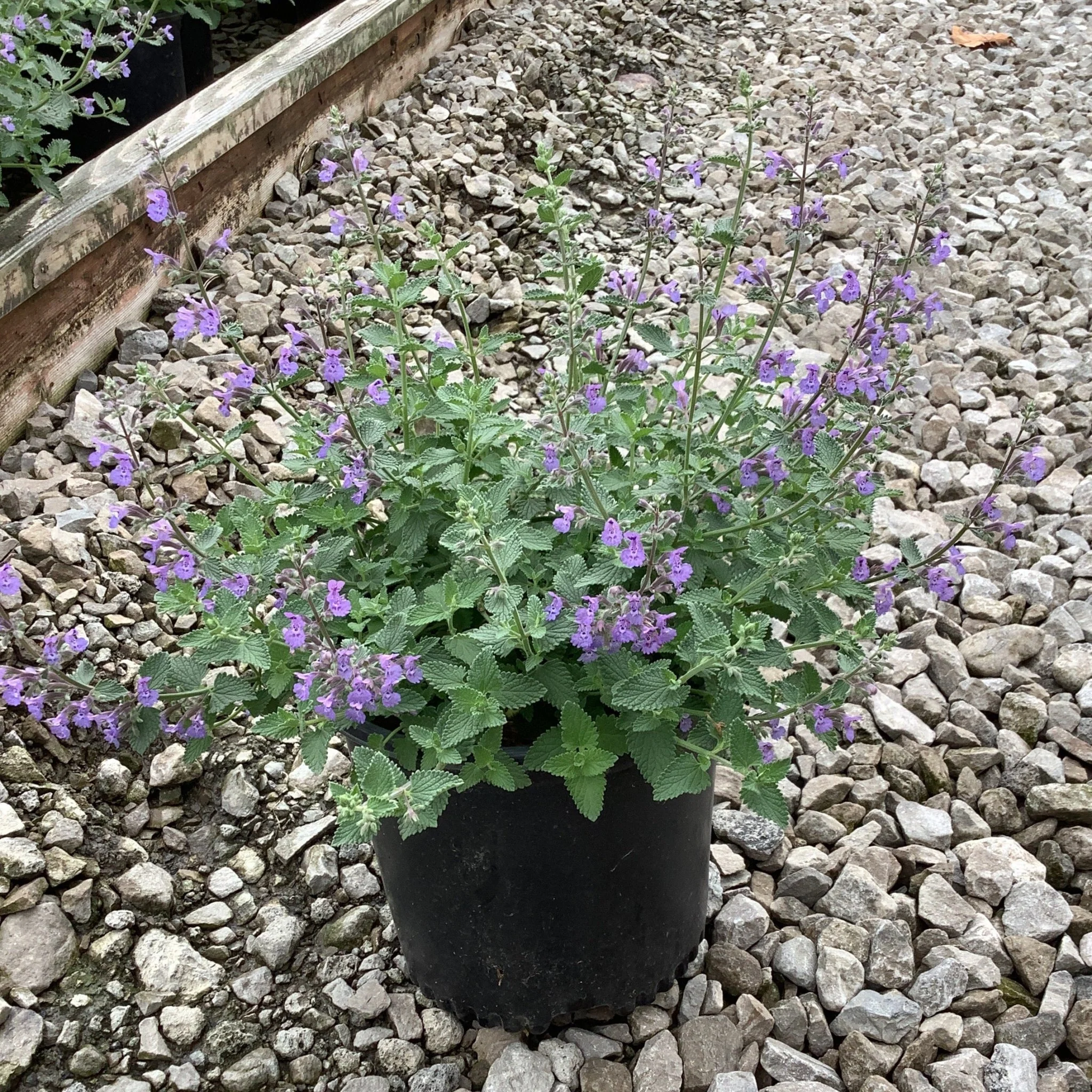 Walker's Low Catmint - Image 5