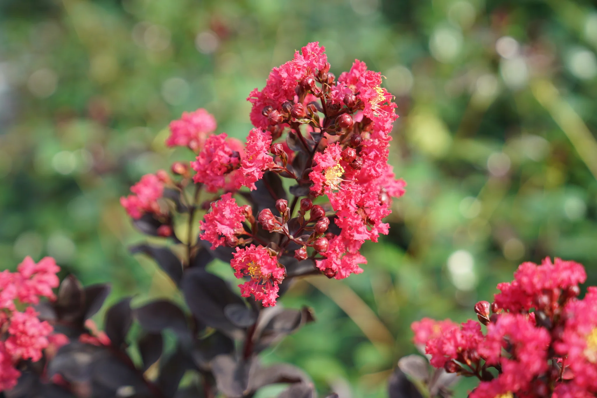 Center Stage® Pink Crape Myrtle