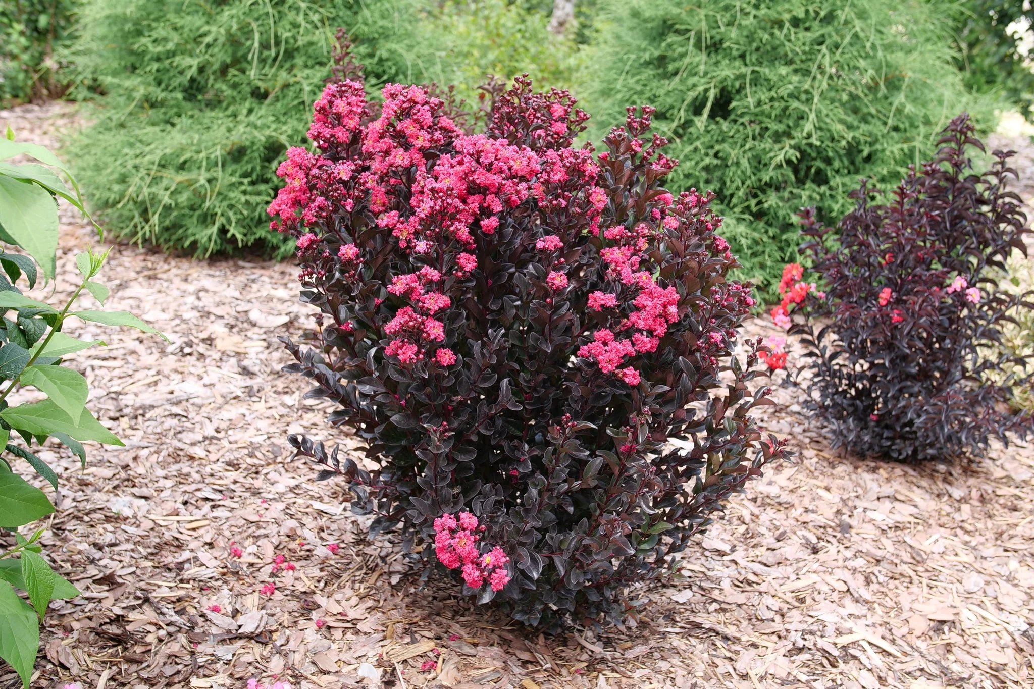 Center Stage® Pink Crape Myrtle - Image 10