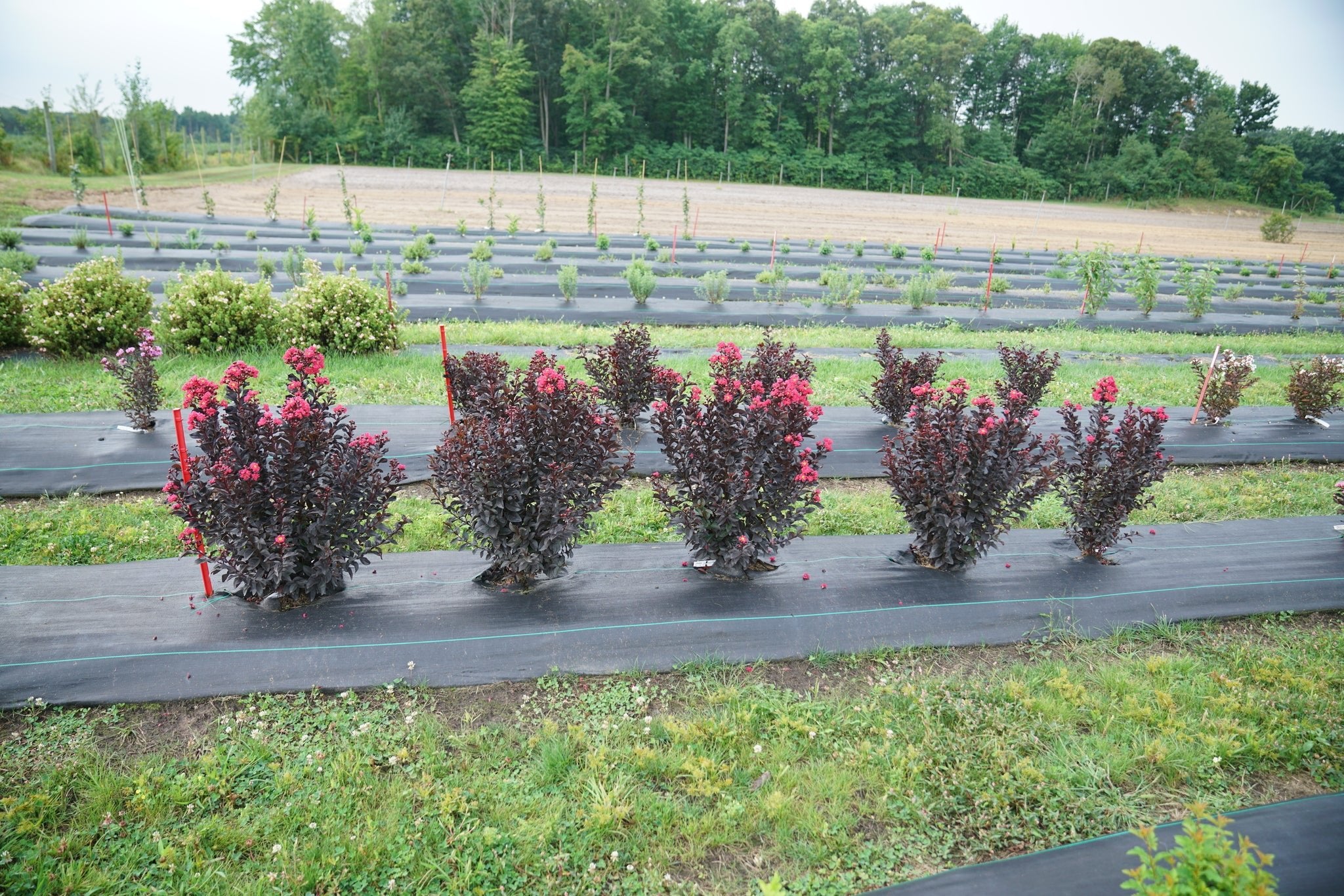 Center Stage® Pink Crape Myrtle - Image 5