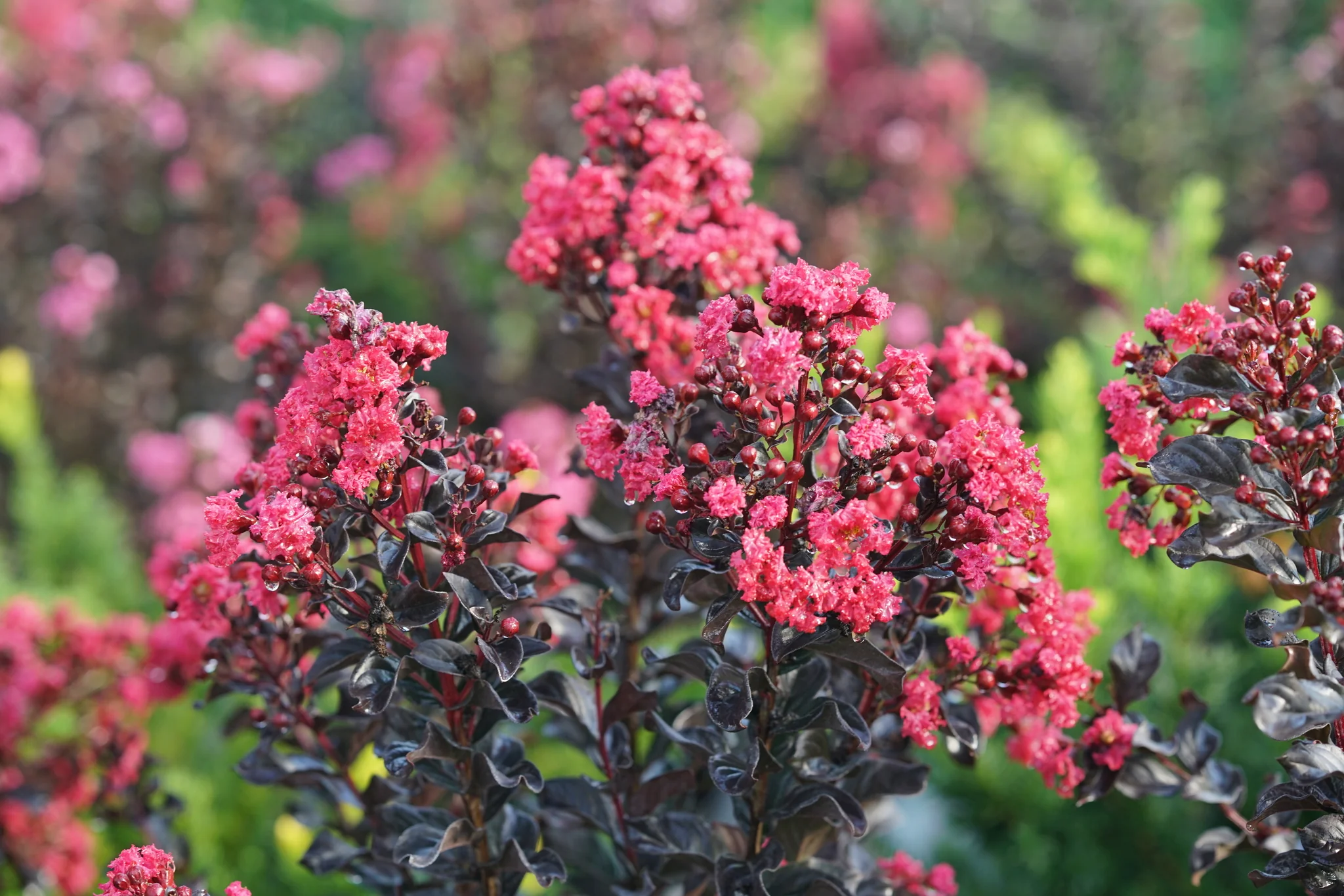 Center Stage® Pink Crape Myrtle - Image 6