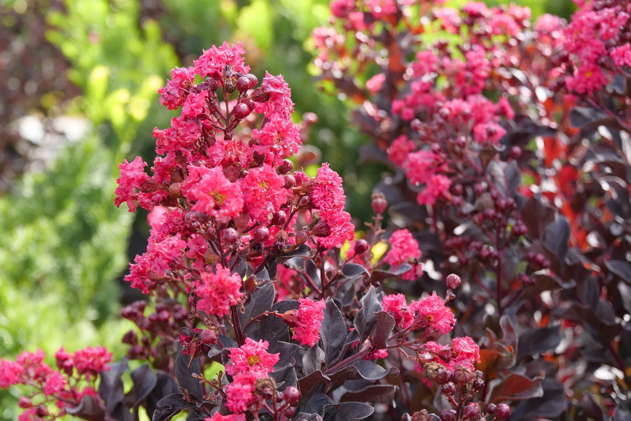 Center Stage® Pink Crape Myrtle - Image 7