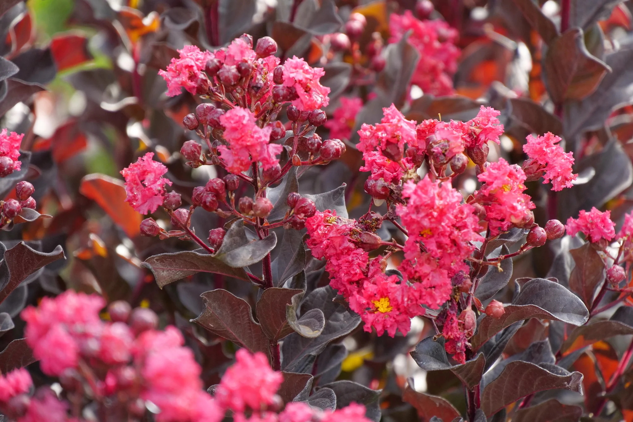 Center Stage® Pink Crape Myrtle - Image 8