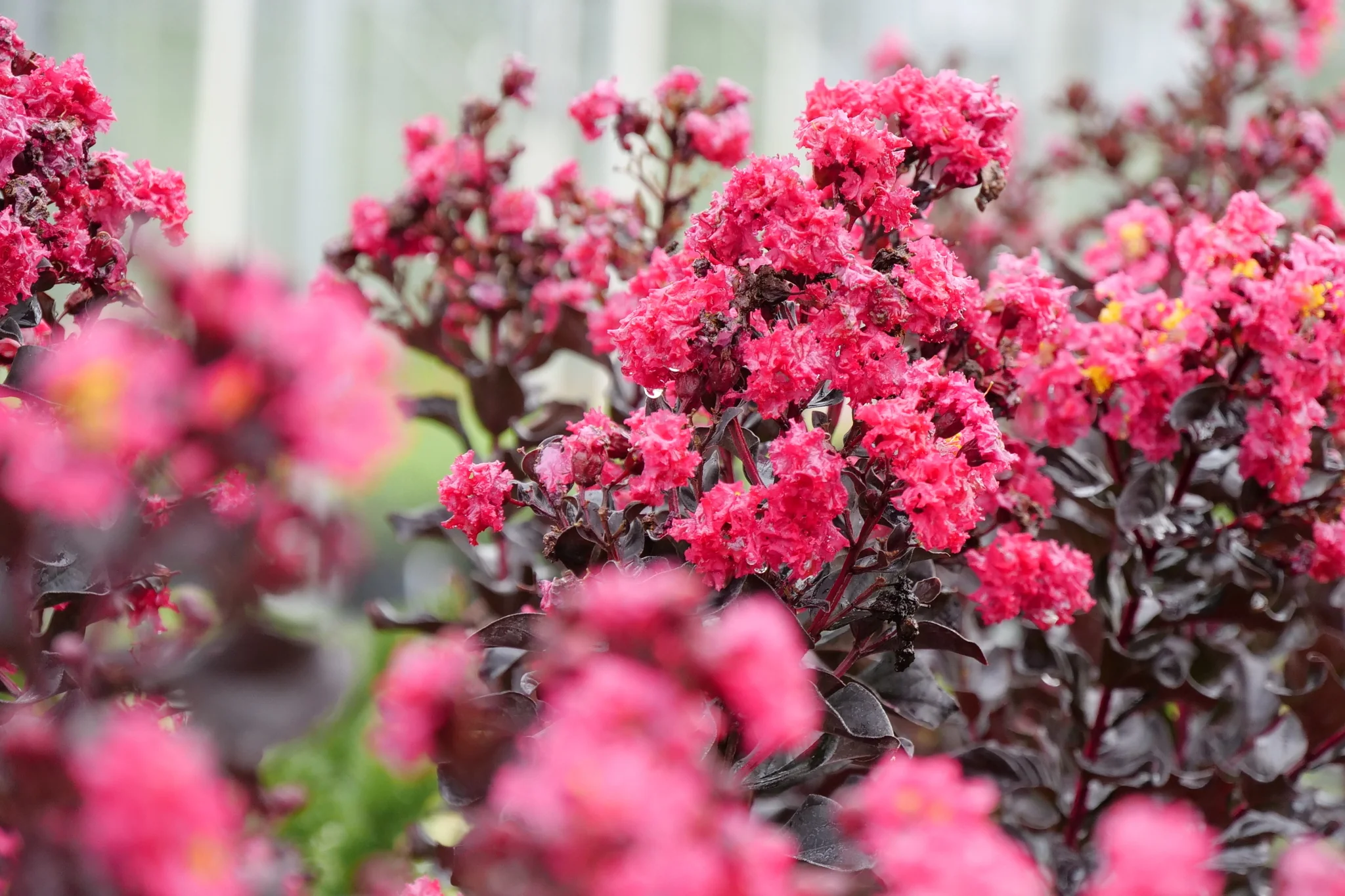 Center Stage® Pink Crape Myrtle - Image 9