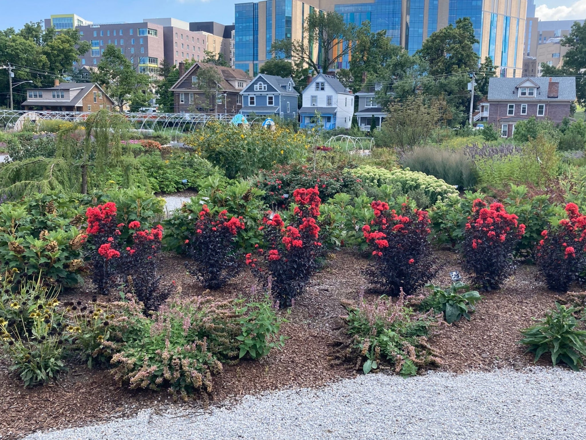 Center Stage® Red Crape Myrtle - Image 2