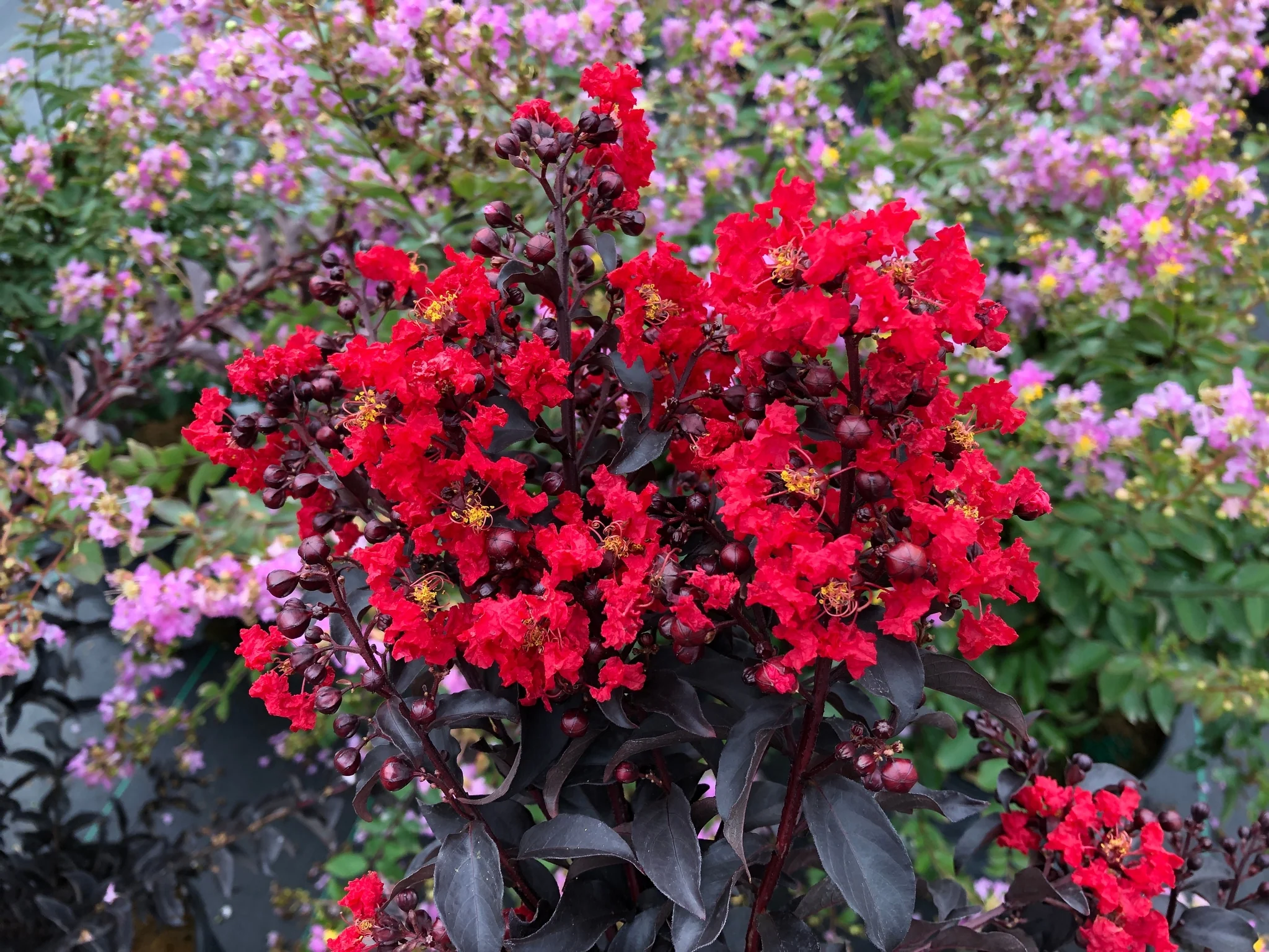 Center Stage® Red Crape Myrtle - Image 3