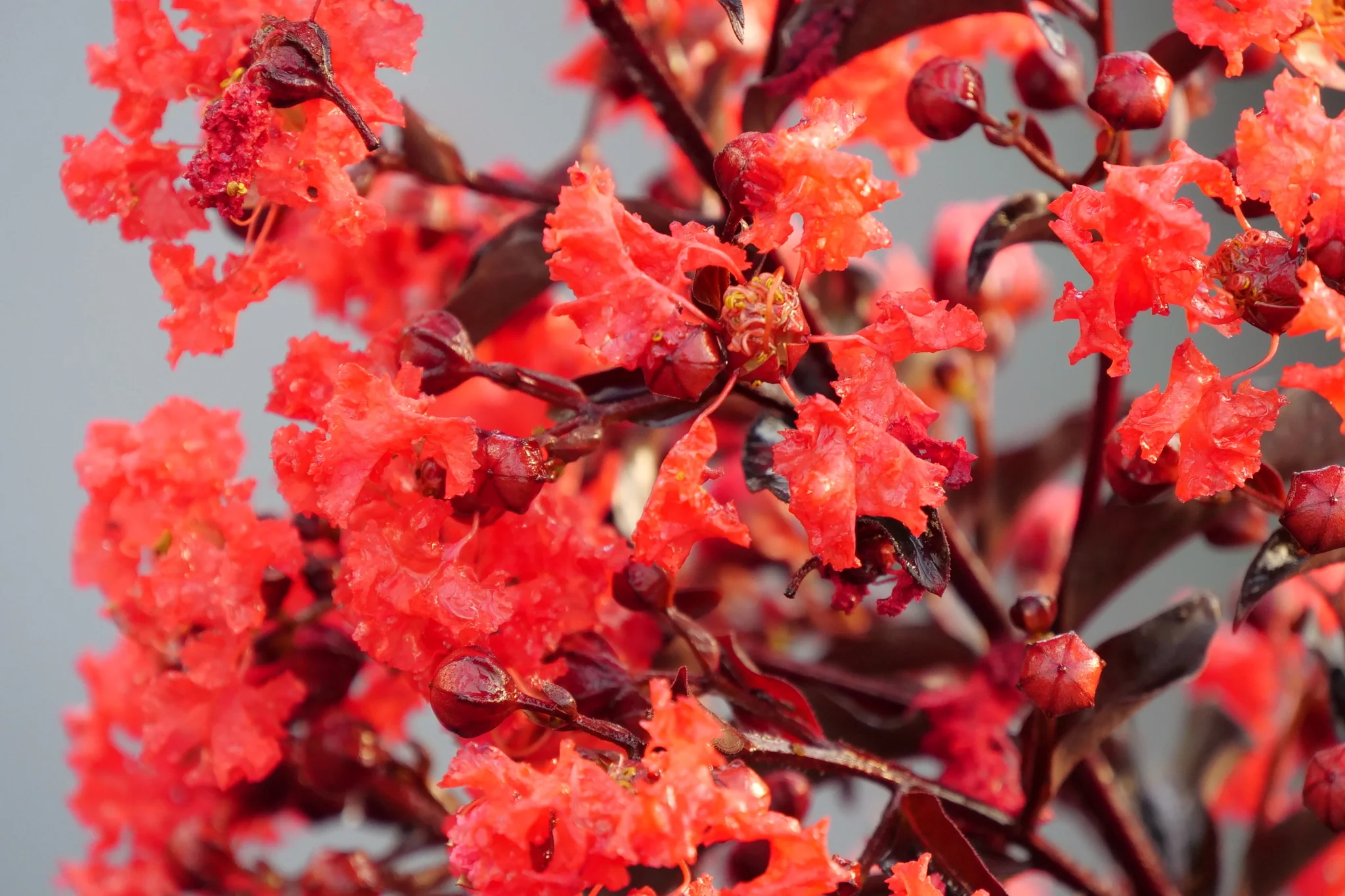 Center Stage® Red Crape Myrtle - Image 4
