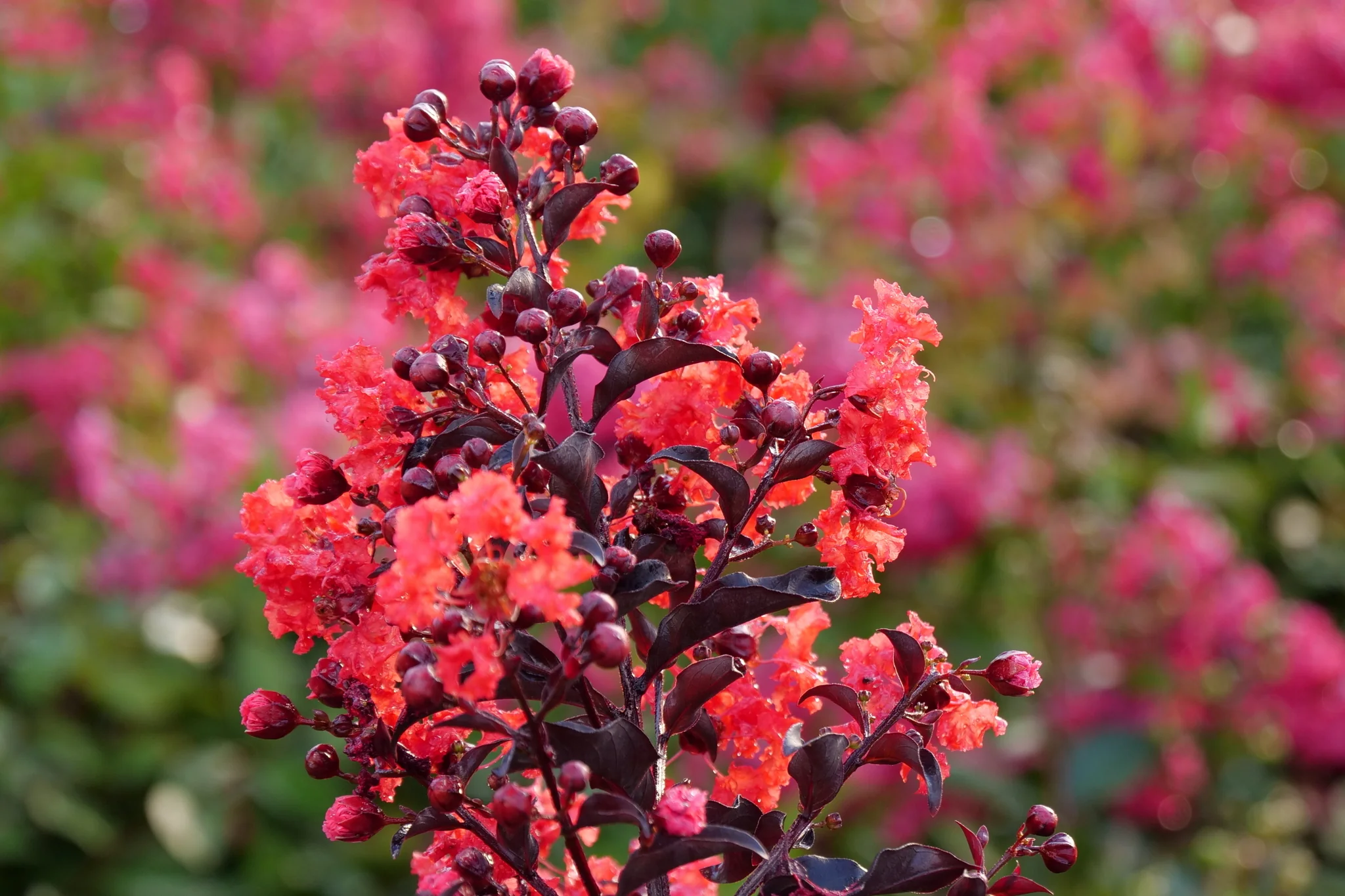 Center Stage® Red Crape Myrtle - Image 5