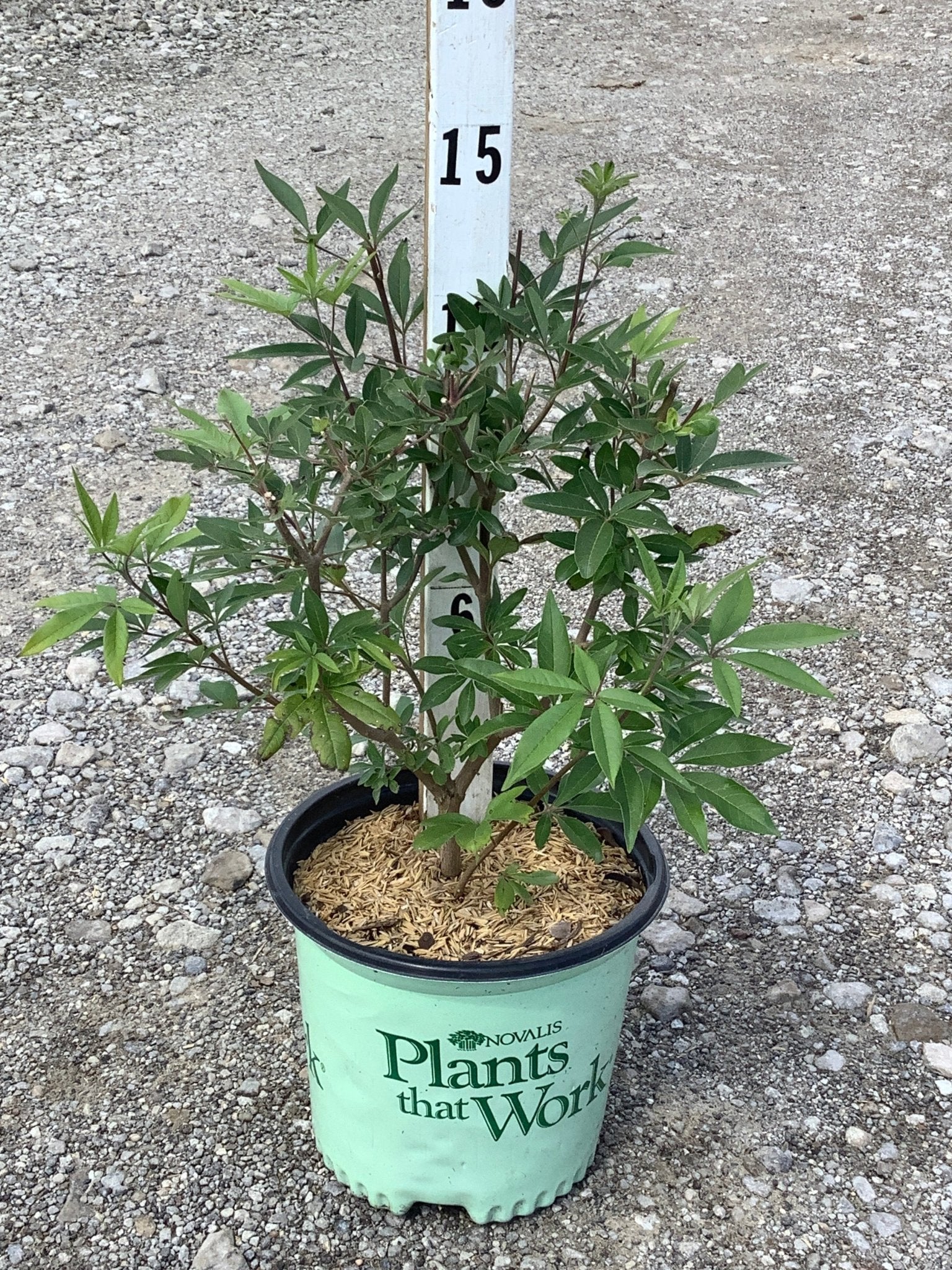 Chaste Tree - Image 7