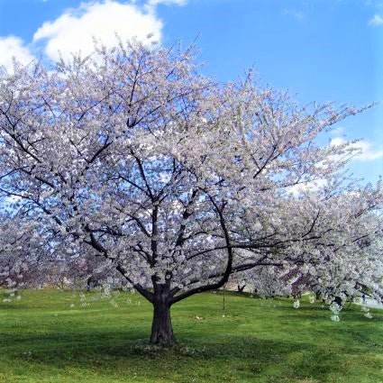 Bing Cherry Tree - Image 2
