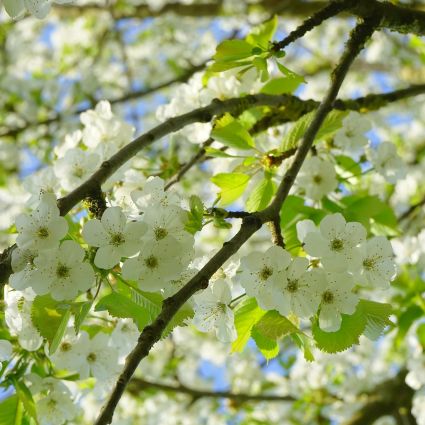 Bing Cherry Tree - Image 3