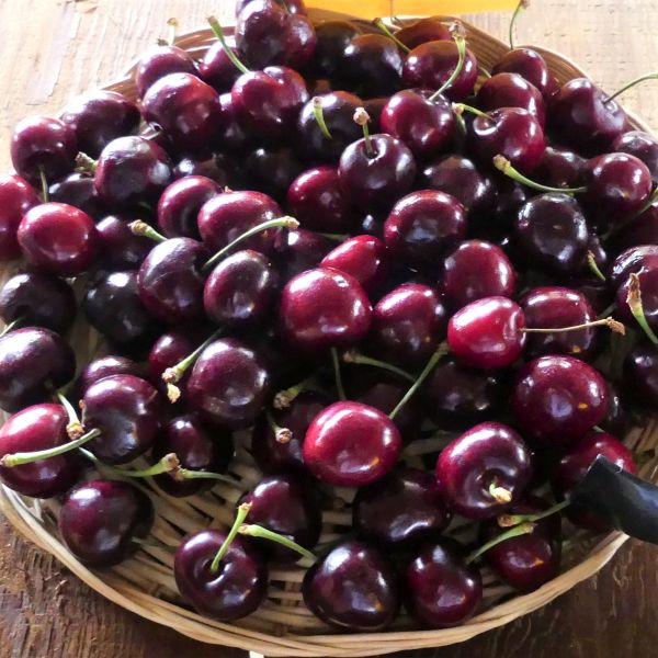 Bing Cherry Tree - Image 4