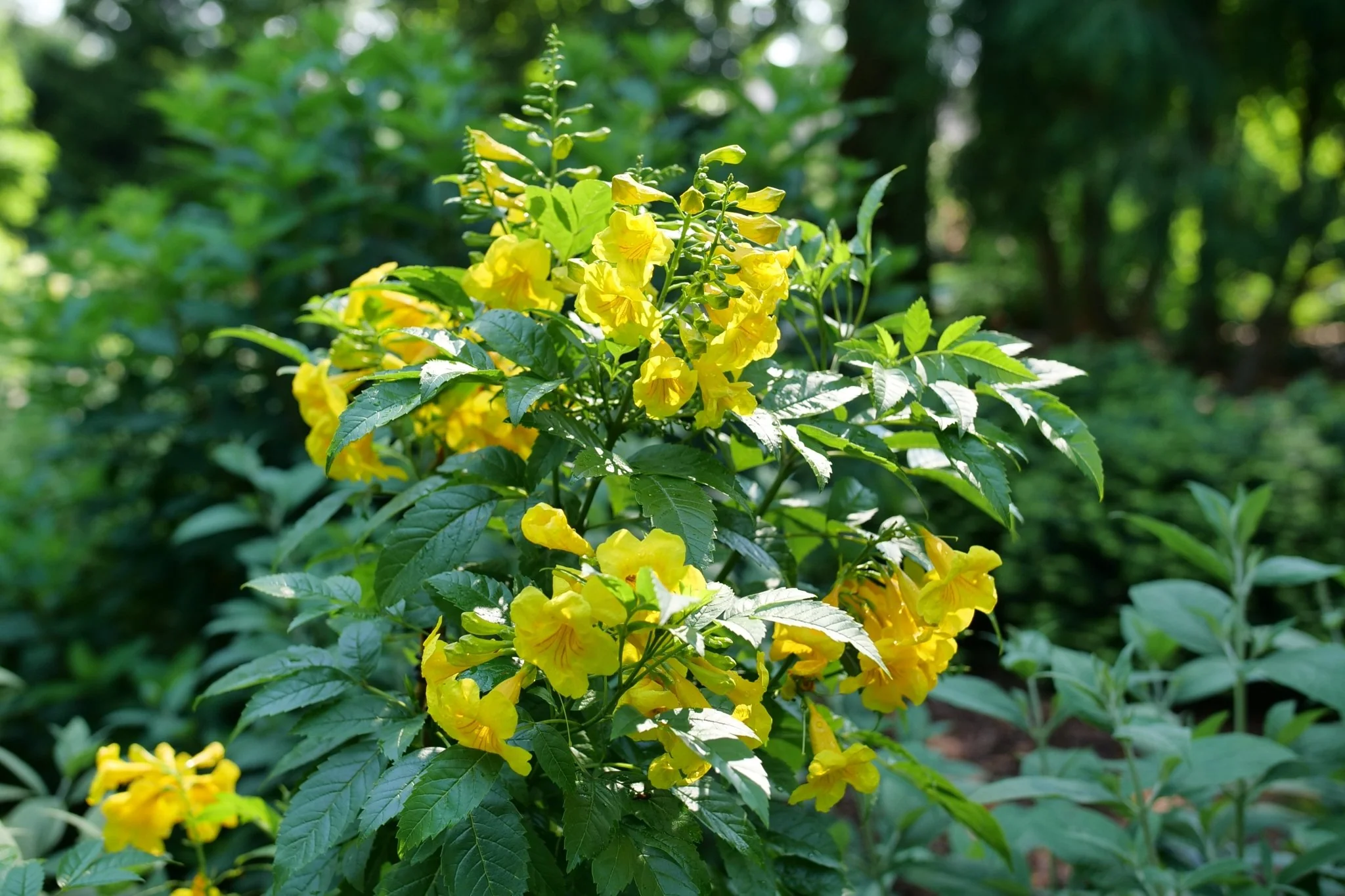 Chicklet® Gold Trumpet Bush