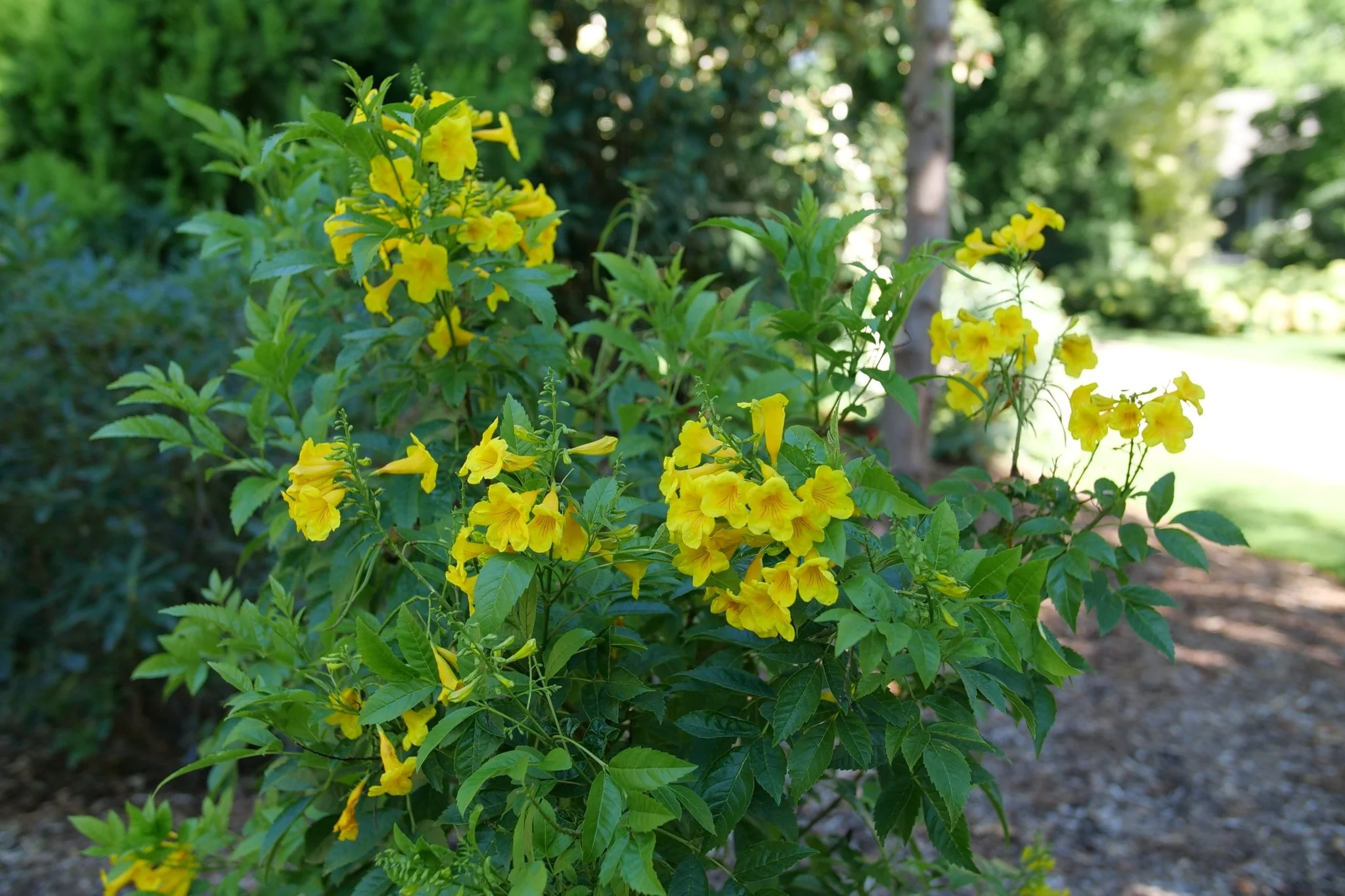 Chicklet® Gold Trumpet Bush - Image 2